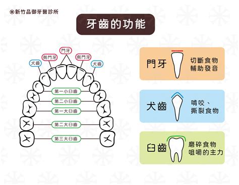 嘴巴牙齒|瞭解牙齒的各部分構造和功能